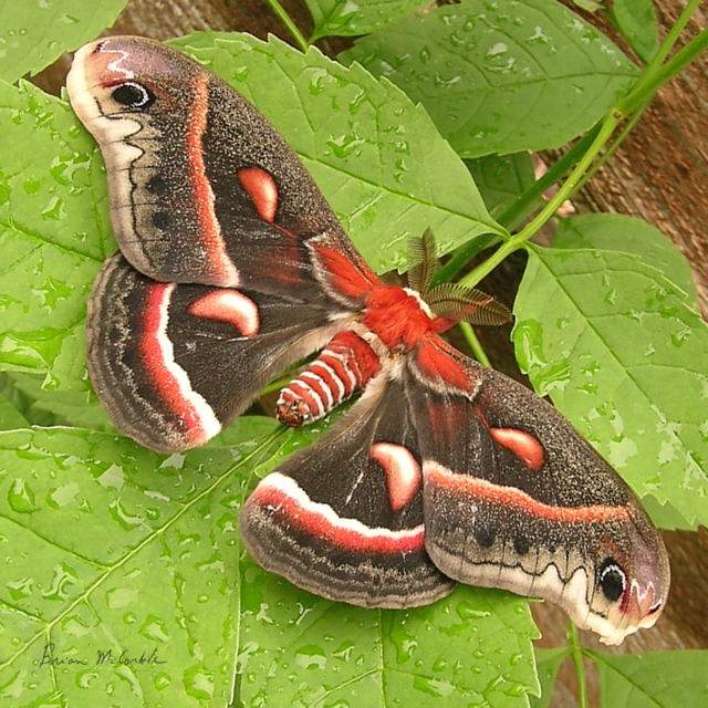 (image for) Cecropia Adult Male